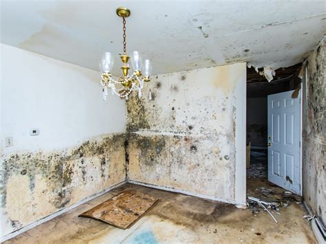 Top 5 signs of Mold in your home - RDS Environmental