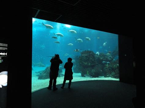 Science Traveling Lisbon’s Oceanarium – David J. Kent