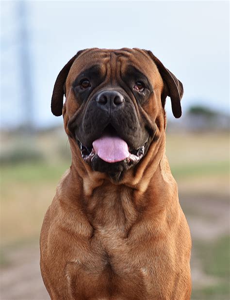 Bullmastiff: Karakter, prijs, gezondheid en meer!