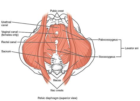 Pelvic Floor Muscle Function and Strength - Physiopedia