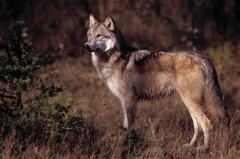 North American Grey Wolf Or Timber Wolf Photograph by Nhpa | Pixels