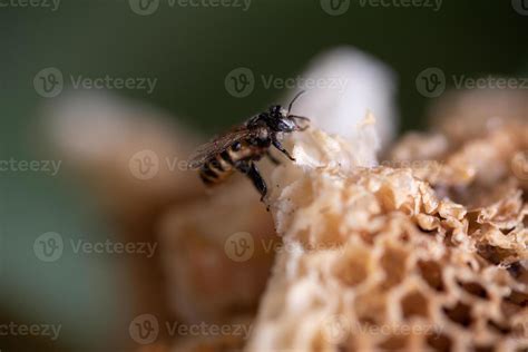 Worker bee in its hive in the wild 3015804 Stock Photo at Vecteezy