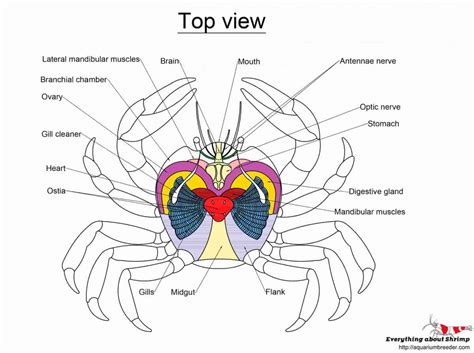 Crab Internal Anatomy - Shrimp and Snail Breeder