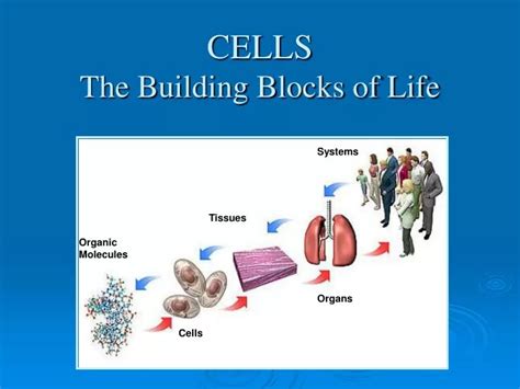 PPT - CELLS The Building Blocks of Life PowerPoint Presentation, free ...