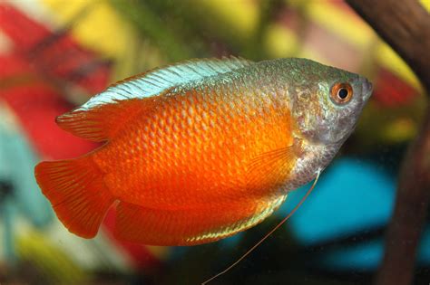 Red Fire Dwarf Gourami - Care | Tank Mates | Food | Size - SeaFish