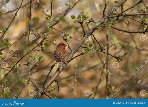 Male Rosefinch stock photo. Image of erythrinus, scarlet - 33091274