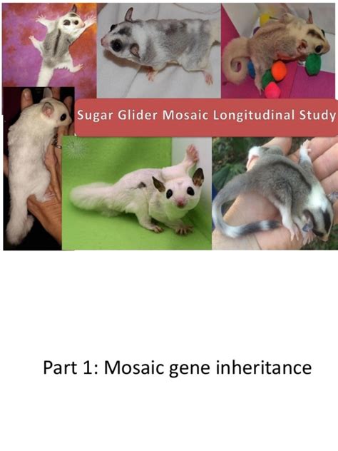 Sugar Glider Mosaic Longitudinal Study | Allele | Dominance (Genetics)