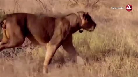 Wild Animals Videos Lion vs Baboon - Videos African Animals - YouTube