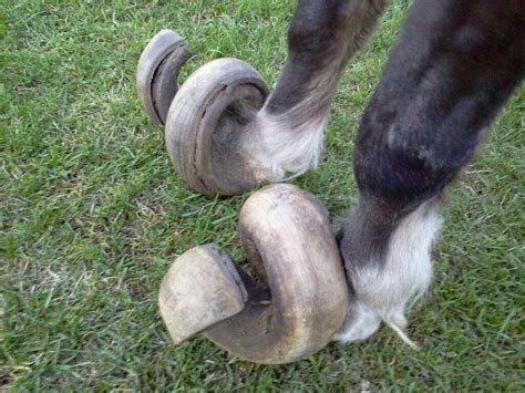 TYWKIWDBI ("Tai-Wiki-Widbee"): Untrimmed horse hooves