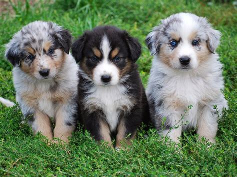 Australian shepherd puppies | LoL Picture Collection