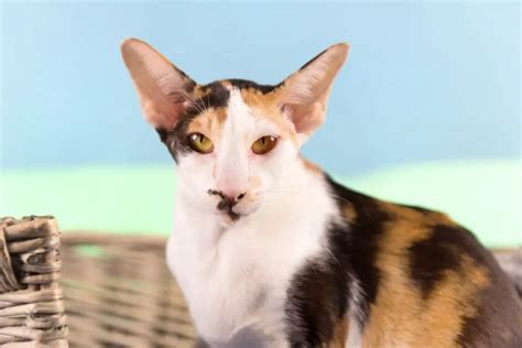 Siamese Calico Mix Cats: Here’s What You Need To Know! - AnimalFate