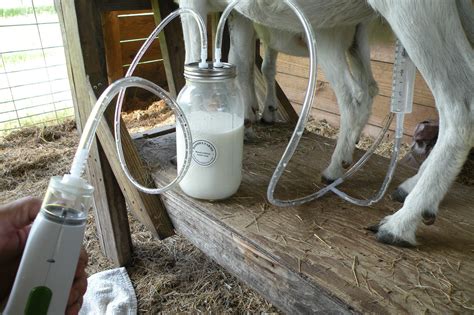 How-to-Build-a-Cow-Milking-Machine-