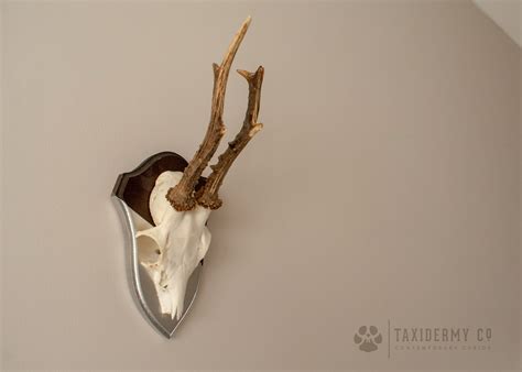 Roe-Deer-Antlers-2