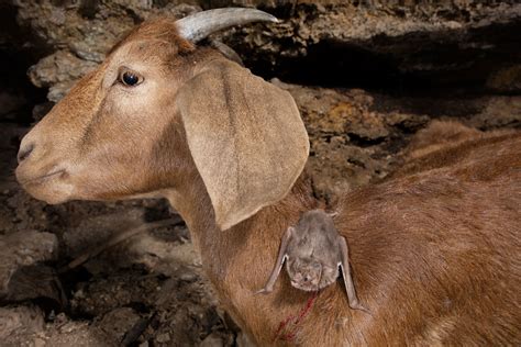 Losing some genes may explain how vampire bats can live on blood