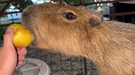 Capybaras Fighting Over Fruit *SCARY* (Mukbang) - YouTube