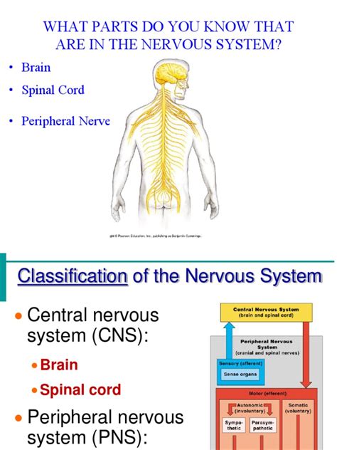 Anatomy - The Nervous System Powerpoint | PDF | Nervous System | Neuron