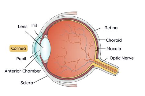 Corneal Diseases - Fry Eye Associates