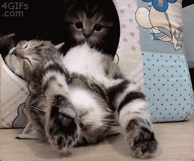 Kitten Sleeping GIF - Find & Share on GIPHY