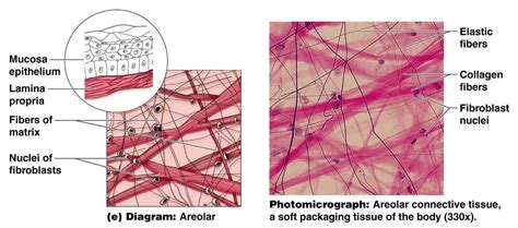 areolar tissue diagram - Google Search | Body tissues, Tissue types ...