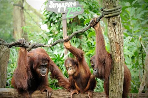 Singapore Zoo - Map, Location, Facts, Best time to visit