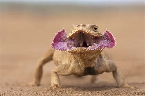 Toad-headed agama lizard unfurls its face like a flower to scare off ...