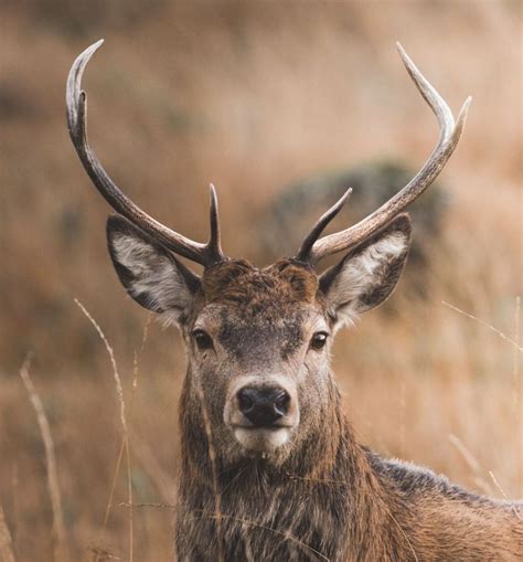 Wildlife and animal observation in the Dolomites