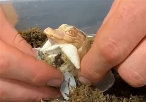 Teeny Albino Gator Hatches at Florida Park [Video]