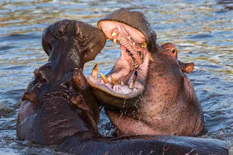 The 9 Most Dangerous Animals in Africa