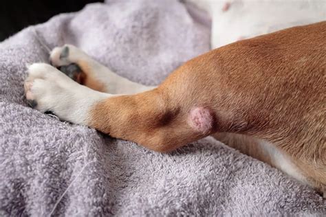 What Is the Red Bump on My Dog’s Leg?