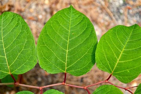 🏡 How to Identify Japanese Knotweed during Each Season - A Guide