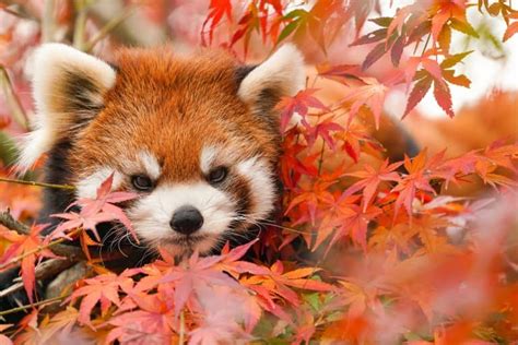 16 Remarkable Red Panda Facts - Fact Animal