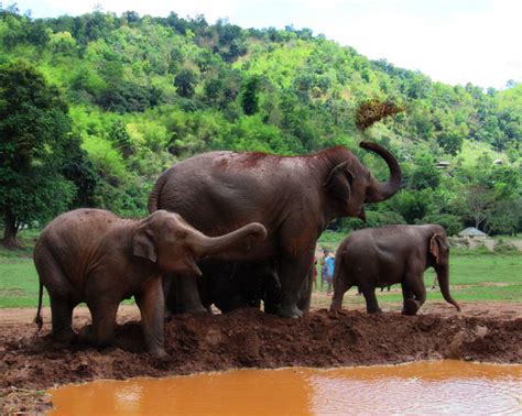 Elephant Nature Park in Chiang Mai - The Hidden Coconut