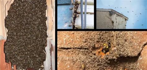 Bees Nesting In House Walls - Beekeeper Tips