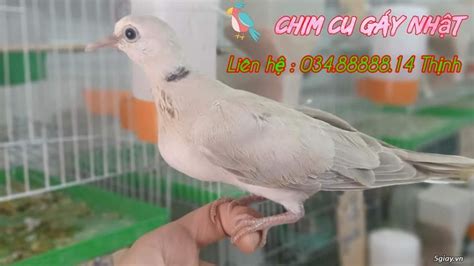 Bán chim cu gáy Pháp - Nhật LH:0348888814 Thịnh Q12 | 5giay