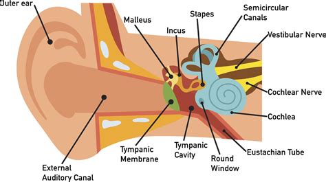 Ear Anatomy Oval Window