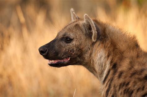 Spotted Hyena : r/hyenas