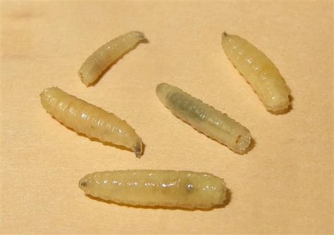 Termite Larvae: Identification & Treatment | Pictures