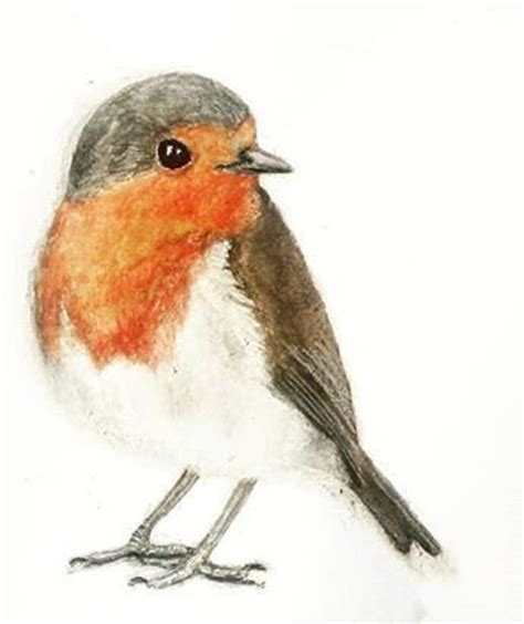 Robin Art Una stampa pettirosso dal petto rosso. Originariamente un ...