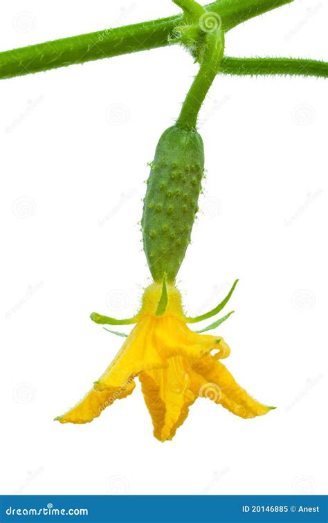 Flowering cucumber stock image. Image of yellow, flower - 20146885