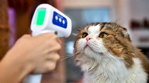 What does the COVID-19 summer surge mean for your cats and dogs ...