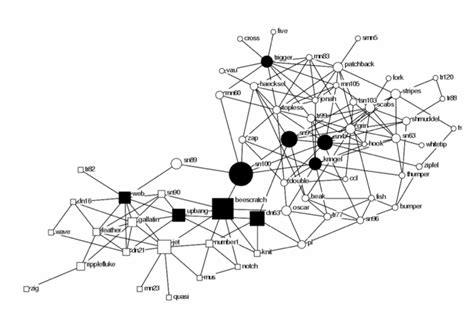 Mapping the social structure of dolphins using Gephi | Student Work