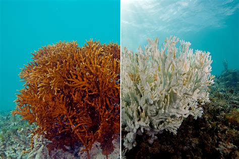 Massive bleaching event puts world’s coral reefs at risk