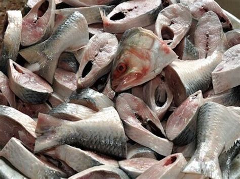 Hilsa Fish: What Makes It So Popular and Demanding