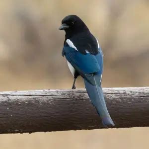 Black-Billed Magpie - Facts, Diet, Habitat & Pictures on Animalia.bio