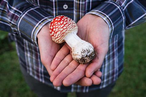 Amanita Muscaria Effects [Learn About Amanita Trip] - Exhale Wellness