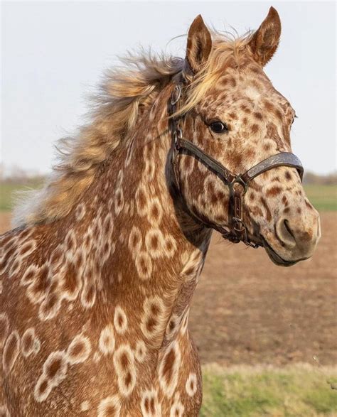 Peacock leopard Appaloosa | Cavalos raros, Cavalos bonitos, Cavalos ...