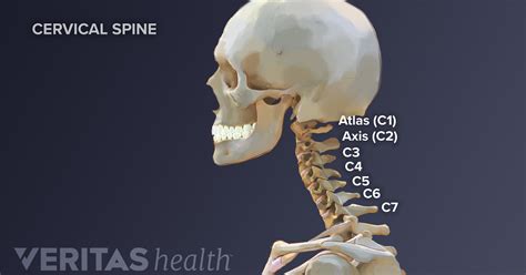 All About the C2-C5 Spinal Motion Segments