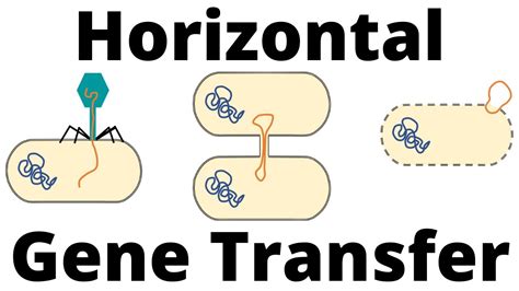 Transformation, Transduction and Conjugation (Horizontal Gene Transfer ...