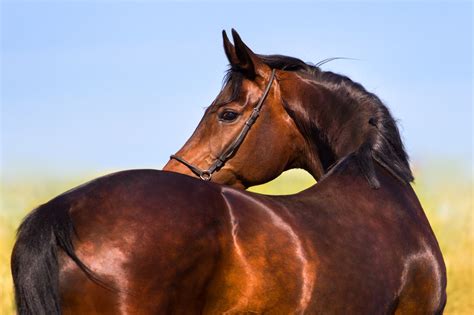 bigstock-Beautiful-mare-horse-94856981 - Honeychop