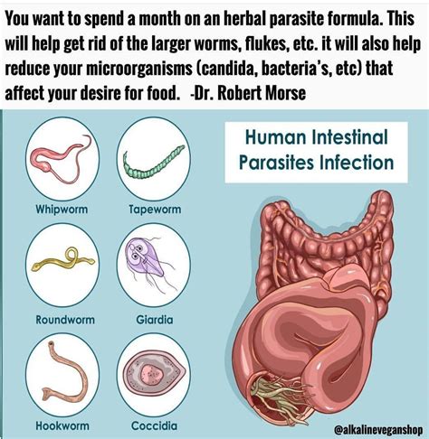 Pin by Monica Mitchell on BUILDING BéTTéR TéMPLéS | Parasite, Parasite ...